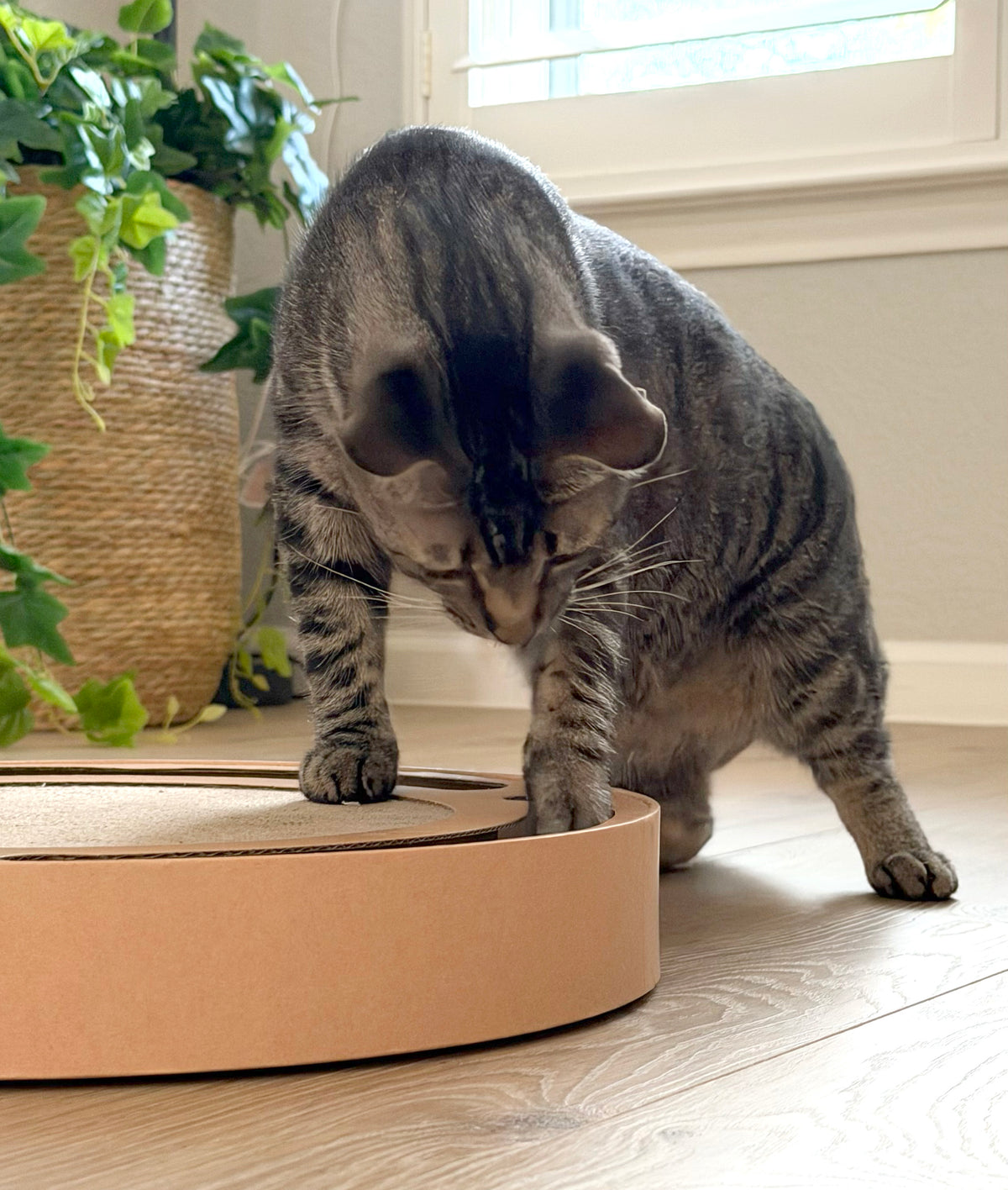 Orbit Scratcher Interactive Cat Toy & Scratcher