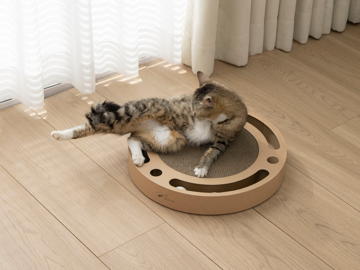 Orbit Scratcher Interactive Cat Toy & Scratcher